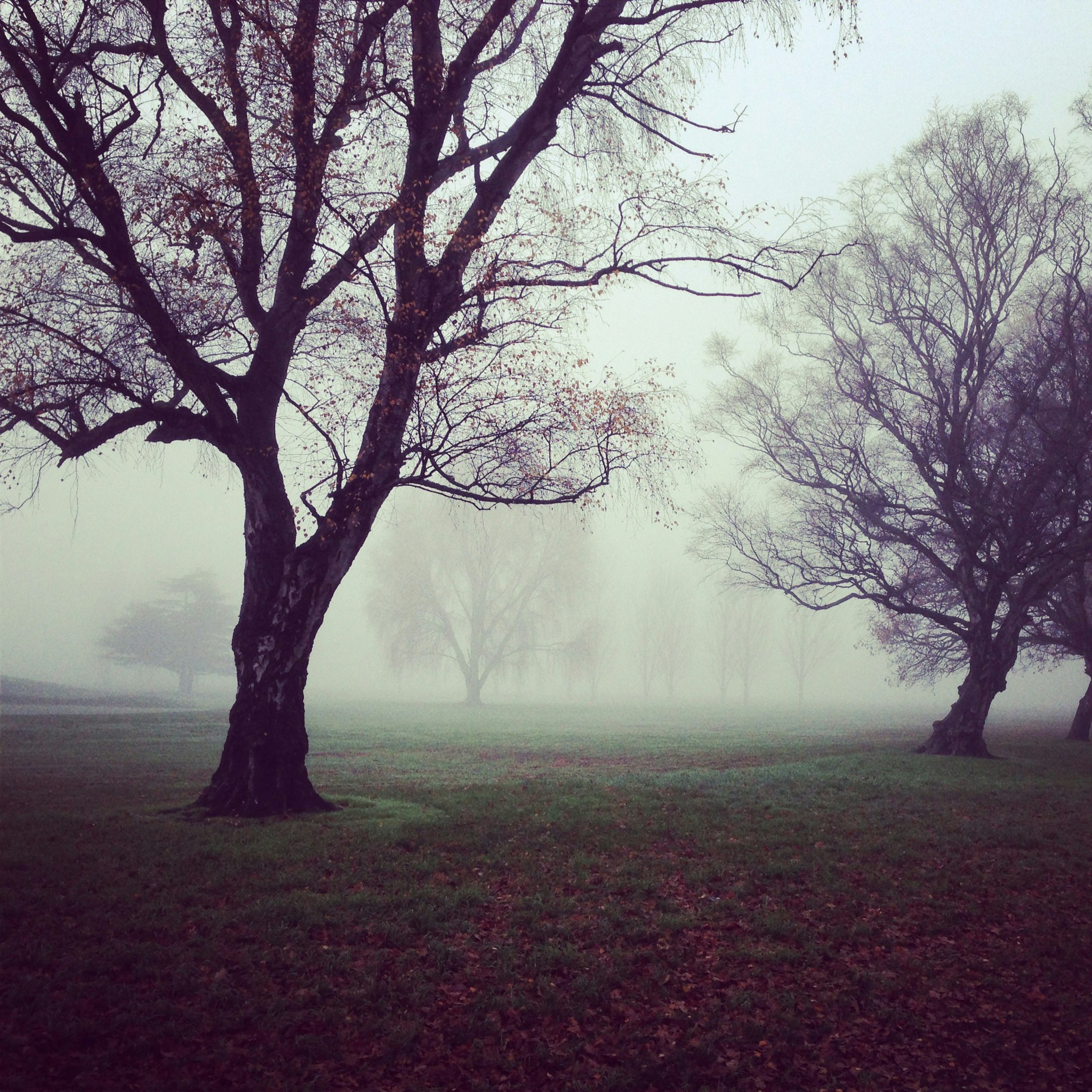 bare trees with fogs